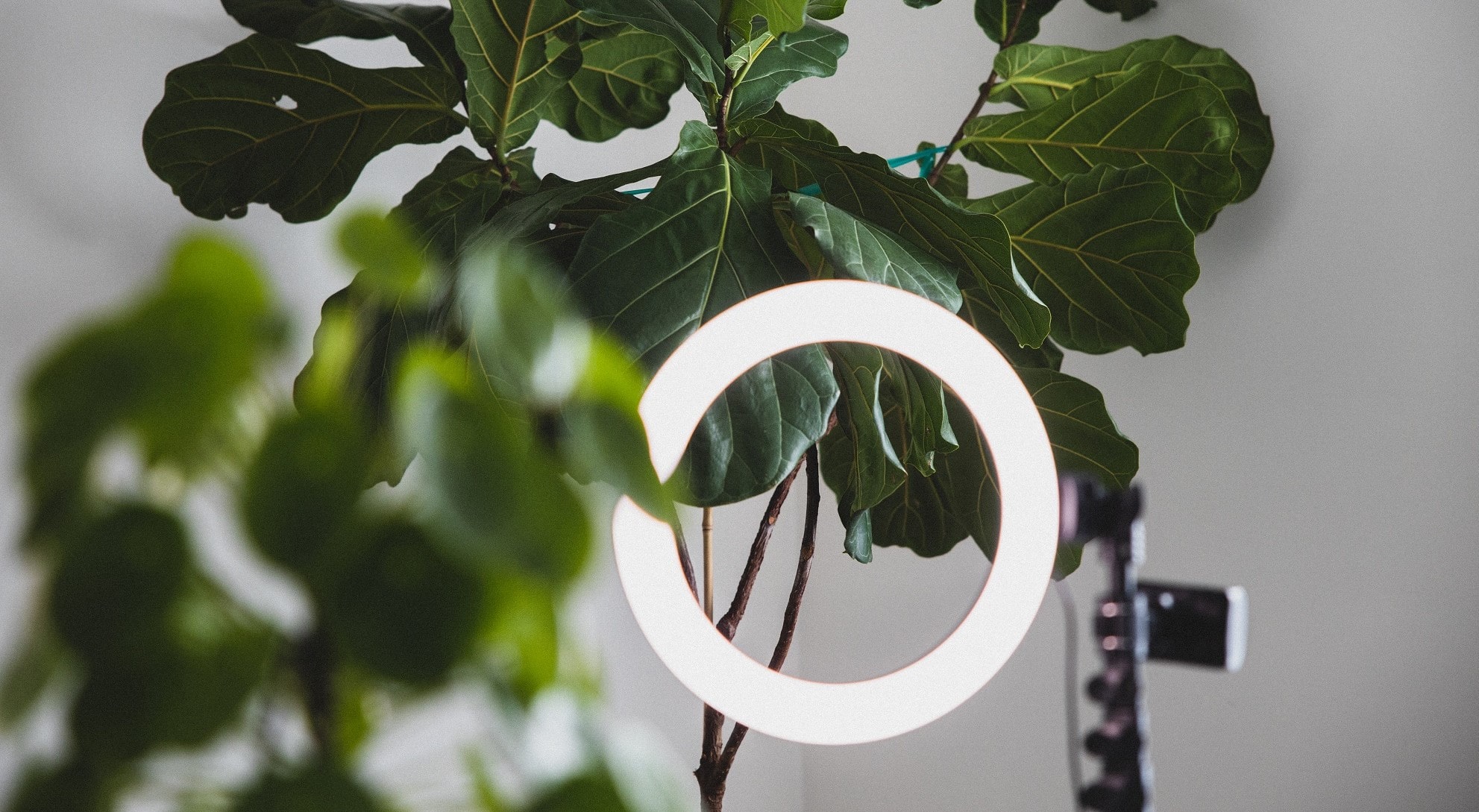 Vanessa Lopes - Instagram Reels - Image de l'article Instagram Reels - Plantes vertes et ring light